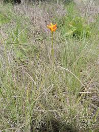 Image result for Platycoryne mediocris