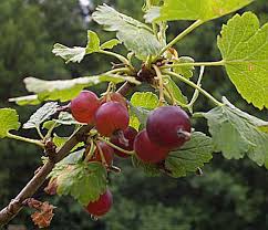 Image result for jostaberry