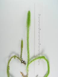 Image result for Lycopodiella