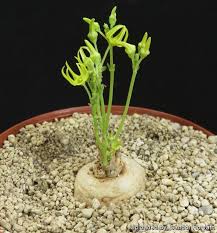 Image result for Brachystelma