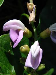 Image result for Canavalia cathartica