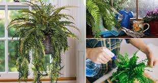 Best Fern Care Tips In 2020 Ferns Care Plant Care Houseplant Plants