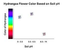 Hydrangea Wikipedia