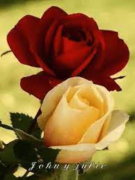 Check spelling or type a new query. Roses Beautiful Gif Roses Beautiful Love Discover Share Gifs