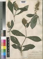 Image result for Lankesteria