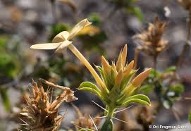 Image result for Barleria tanzaniana