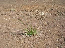 Image result for Bromus leptoclados