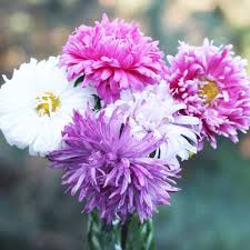 Sheffields seed company offers 1000s of quality seed for sale varieties with fast worldwide shipping phone 315 4971058 fax 315 4971059 email seedsheffields.com. Flower Seeds Buy Flower Seeds Seed Savers Exchange