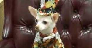Kimba At A Radio Station Wearing Anthony Rubio Designs Short Clip Of Chihuahua Kimba Wearing His New Suit And Top Hat By Anthony Rubio While Waiting In The Gr