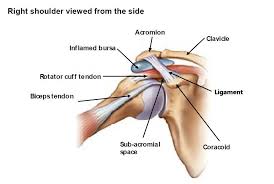 Specifically, the four rotator cuff muscles include the following Acromion Google Search Joints Anatomy Human Anatomy And Physiology Shoulder Anatomy