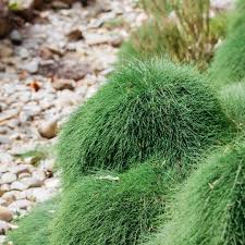 Image result for Casuarina glauca