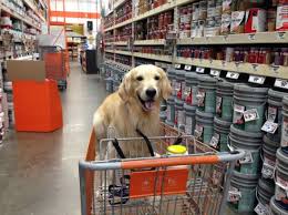 34 Stores That Don T Ask You To Leave Your Dog Outside While You Shop Dog Friendly Stores Dog Friends Dogs