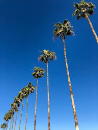 Maybe you would like to learn more about one of these? California Palm Trees Carrie Bradshaw Lied
