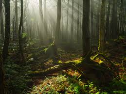 Mt Fuji And Aokigahara Adventure Tour From Tokyo Tours Activities Fun Things To Do In Tokyo Japan Veltra