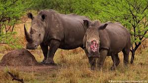 .مثل الجاموس، الفيل، وحيد القرن و الزرافة،كما تشهد و تدل على ذلك النقوش و الرسومات. 50 Ø£Ù„Ù ÙŠÙˆØ±Ùˆ Ù„ÙƒÙŠÙ„ÙˆØºØ±Ø§Ù… ÙˆØ§Ø­Ø¯ Ù…Ù† Ù‚Ø±Ù† ÙˆØ­ÙŠØ¯ Ø§Ù„Ù‚Ø±Ù† Ø¹Ù„ÙˆÙ… ÙˆØªÙƒÙ†ÙˆÙ„ÙˆØ¬ÙŠØ§ Ø¢Ø®Ø± Ø§Ù„Ø§ÙƒØªØ´Ø§ÙØ§Øª ÙˆØ§Ù„Ø¯Ø±Ø§Ø³Ø§Øª Ù…Ù† Dw Ø¹Ø±Ø¨ÙŠØ© Dw 22 07 2014