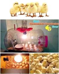 KITALE JUNIOR DAIRY FARM