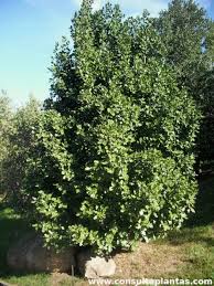 Image result for Beilschmiedia michelsonii
