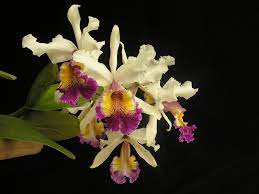 Cattleya Species Cattleya Pictures And Orchid Pictures Cattleya Orchid Flower Orchids