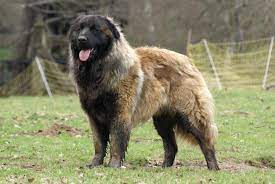 The estrela mountain dog comes in two coat types. Cao Da Serra Da Estrela Ein Portugiesischer Hirtenhund My Animals