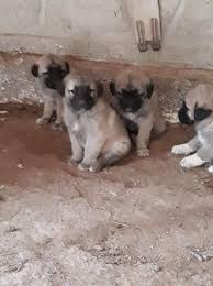 Sivas Kangal Kopek Yavrulari Nasil Beslenmeli Kangal Kopekleri Akbas Kopekleri Malakli Kopekleri Ve Turk Coban Kopeklerine Deger Katan Tek Adres