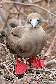 Kirmizi Ayakli Bavyera Galapagos Guzel Kuslar Hayvanlar Alemi Hayvanlar