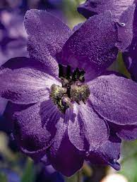 Lily Patricia S Pride Bluestone Perennials Delphinium Delphinium Flowers Purple Flowers Garden