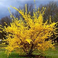 Amazon Com 10 Seeds Of Trifoliate Forsythia Forsythia Suspensa Garden Outdoor Growing Shrubs Yellow Plants Yellow Flowers