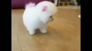 Cute Small White Dogs Yasserchemicals Com