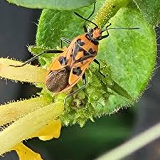 Image result for Canthium bugoyense