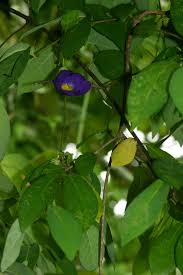 Image result for Thunbergia crispa