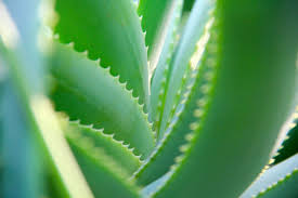 Derzeit bin ich sehr zufrieden.5. Aloe Vera Die Edle Und Dekorative Pflanze Fur Garten Balkon Und Die Fensterbank Bio Garten Produkte