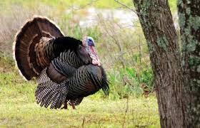 Turkey Hunting Isn T For Everyone