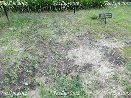 Assessment of rice straw burning and its power generation potential in major rice growing districts of haryana, india. Field Of Burnt Rice My Wonderful Holidays