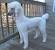 Low Maintenance Standard Poodle Cuts