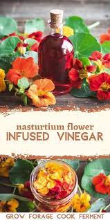 Nasturtium Flower Infused Vinegar Video Recipe Video In 2021 Garden Party Recipes Nasturtium Canning Homemade Salsa