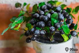 Tanaman hias adalah semua jenis tanaman yang sengaja ditanam untuk tujuan dekoratif atau sebagai hiasan. 17 Tanaman Hias Buah Untuk Mempercantik Halaman Rumah