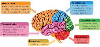 Brain Sections Bioninja