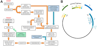 Monoclonal antibodies can be produced quickly despite the fact that it can be time consuming when they are made for the first time. A Toolbox Of Igg Subclass Switched Recombinant Monoclonal Antibodies For Enhanced Multiplex Immunolabeling Of Brain Elife