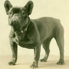 The breed standard of the french bull dog club of america was written to say that erect bat ears were the correct ear type. French Bulldog Dog Breed Information