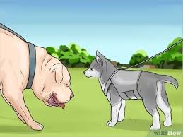 Pure breed siberian husky puppies! How To Train And Care For Your New Siberian Husky Puppy 15 Steps