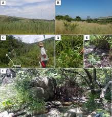 Image result for Cyperus pseudoleptocladus