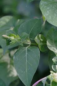 4 'o' clock fregrant flowers. Mirabilis Jalapa Four O Clock Umbrella Wort Go Botany