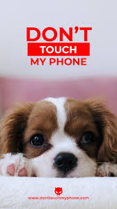 Maybe you would like to learn more about one of these? Wallpaper Don T Touch My Phone Cute Animals Dont Touch My Phone