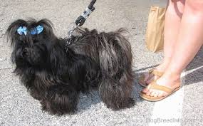 They are believed to have stemmed from the mating of the pekingese. Chinese Imperial Dog Breed Information And Pictures