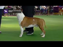 Probably no other dog breed has such a tarnished opinion as amstaff. Westminster Kennel Club Dog Show American Staffordshire Terriers Breed Judging 2019 Youtube