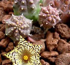 Image result for Huernia levyi