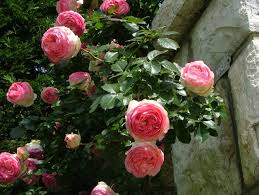 En croisant les variétés « danse des sylphes » « haendel » « kalinka » le rosiériste meilland a obtenu un rosier qui allait devenir le rosier préféré des jardiniers. Rosier Pierre De Ronsard
