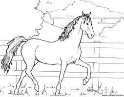 Fotos De Caballos Para Imprimir Y Colorear Cavalo Desenho Desenhos Para Colorir Cavalos Coisas Para Desenhar