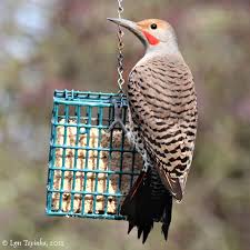 Common backyard birds vary throughout north america, yet some are the same all over. Attracting Birds To The Garden Seattle S Favorite Garden Store Since 1924 Swansons Nursery