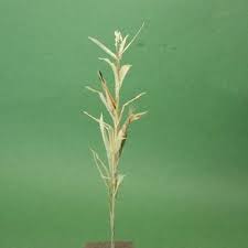 Corn stalk dracaena silk plant real touch artificial nearly natural home decor. Miniatures Projects Tutorials Corn Stalks Miniatures Halloween Miniatures